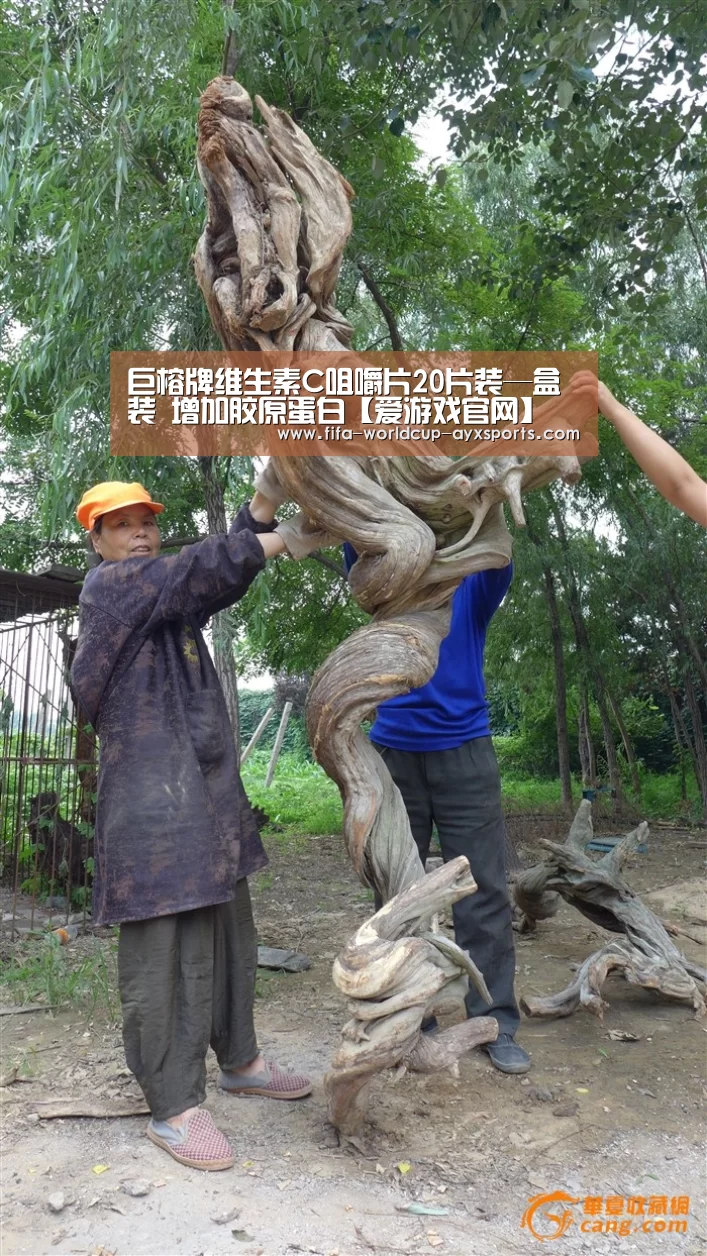 巨榕牌维生素C咀嚼片20片装—盒装 增加胶原蛋白【爱游戏官网】(图2) 爱游戏体育直播